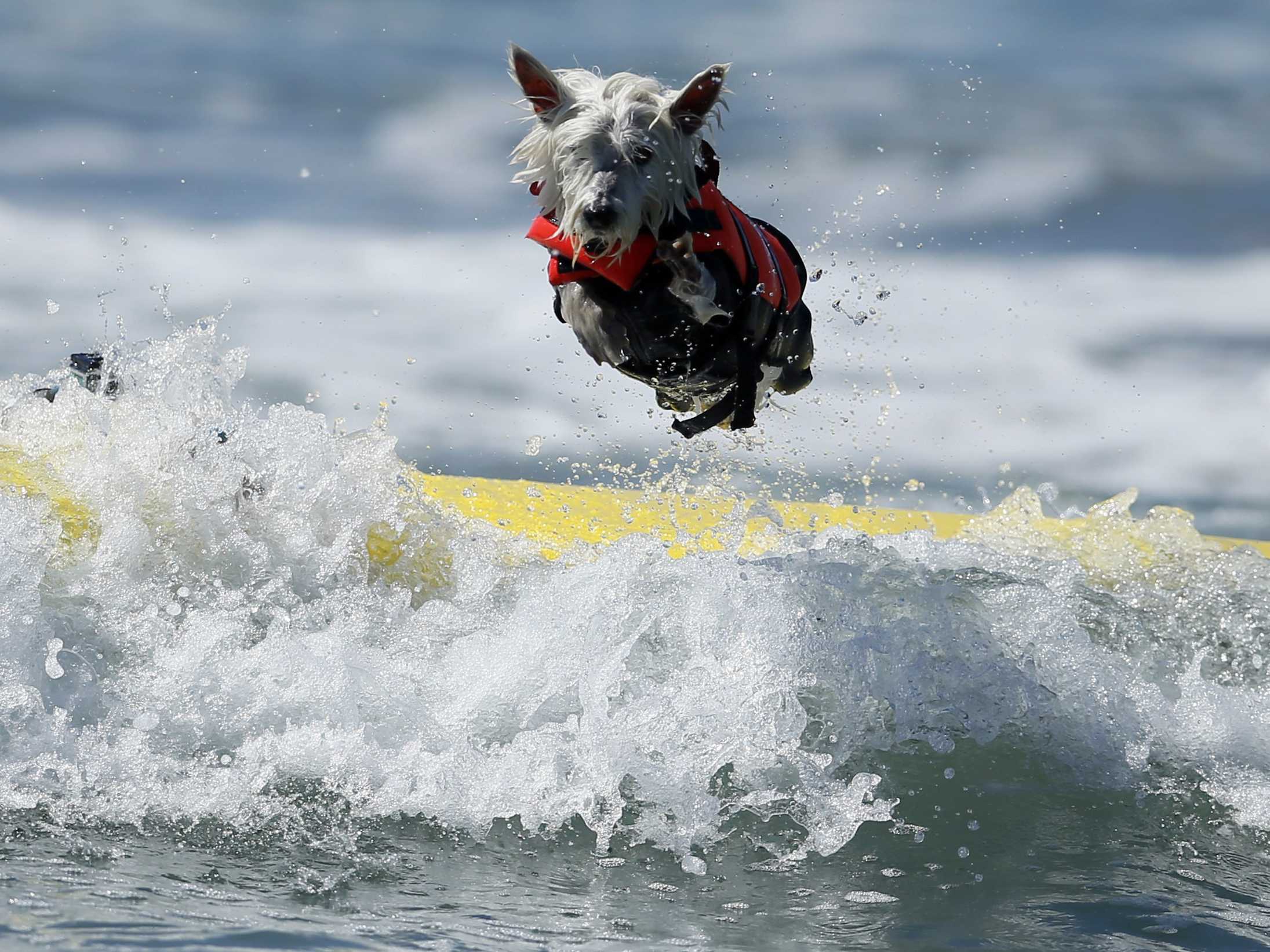 a-whole-bunch-of-dogs-competed-in-a-surfing-competition-this-weekend-photos