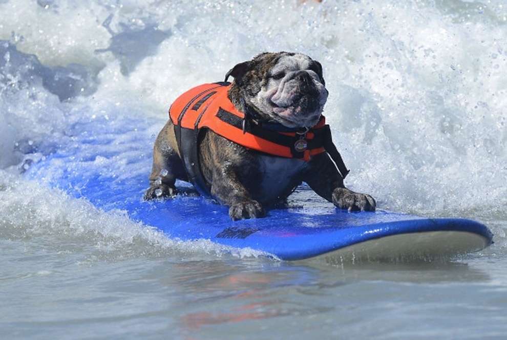 bulldog surfing a wave in Nicaragua